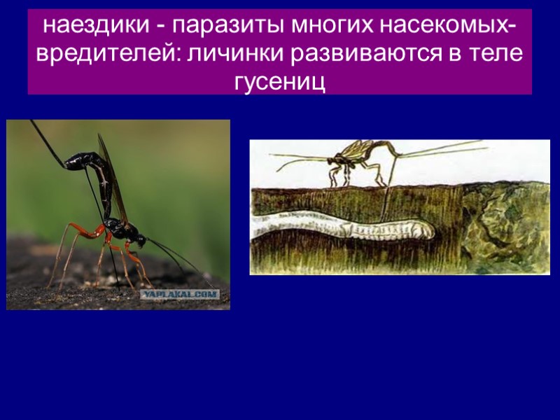 наездики - паразиты многих насекомых-вредителей: личинки развиваются в теле гусениц